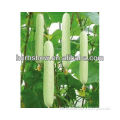 HS-Biyu NO.6 F1 Hybrid Cucumber seeds